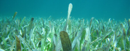 Sea Grass Mapping image