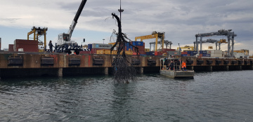 Removing a large tree from Brotherson Dock